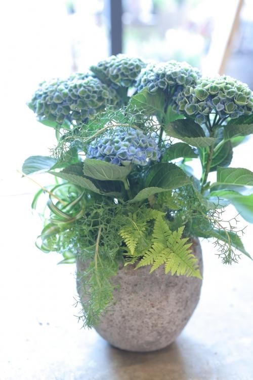 秋色アジサイ マジカルレボリューション の寄せ植え 花とカゴと暮らしの道具 ハナモミジ 秋色アジサイ マジカルレボリューション の寄せ植え 花とカゴと暮らしの道具 ハナモミジ