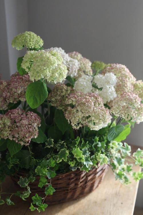1点もの あじさいアナベルのブリコラージュ 花とカゴと暮らしの道具 ハナモミジ 1点もの あじさいアナベルのブリコラージュ 花とカゴと暮らしの道具 ハナモミジ