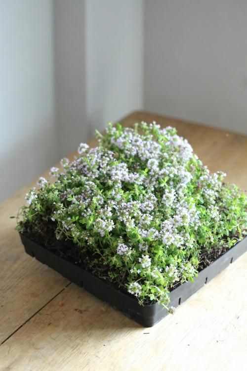 クリーピングタイムシート 花とカゴと暮らしの道具 ハナモミジ クリーピングタイムシート 花とカゴと暮らしの道具 ハナモミジ