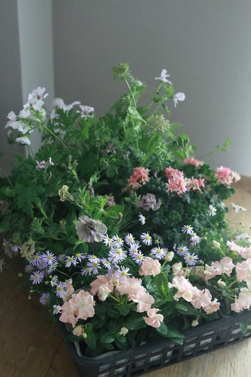 自分で植える花苗セット ニチニチソウ メルモ と初夏の植物 花とカゴと暮らしの道具 ハナモミジ 自分で植える花苗セット ニチニチソウ メルモ と初夏の植物 花とカゴと暮らしの道具 ハナモミジ
