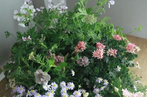 自分で植える花苗セット ニチニチソウ メルモ と初夏の植物 花とカゴと暮らしの道具 ハナモミジ