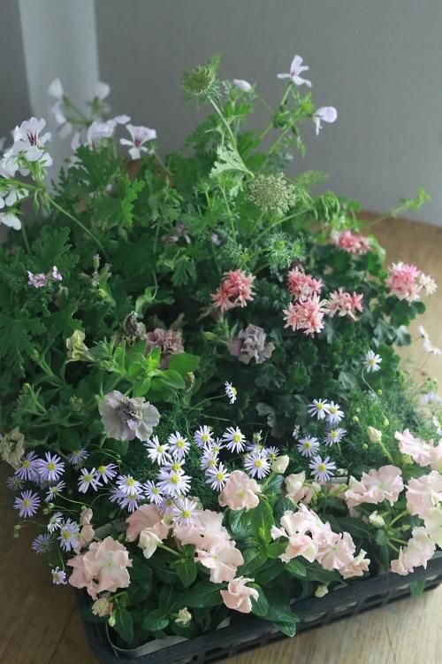 自分で植える花苗セット ニチニチソウ メルモ と初夏の植物 花とカゴと暮らしの道具 ハナモミジ