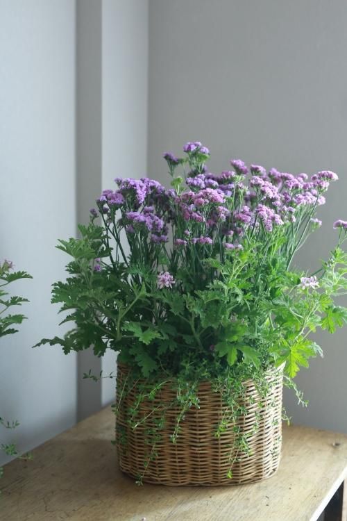 1点もの 八重咲きスターチスとローズゼラニウムのブリコラージュ 花とカゴと暮らしの道具 ハナモミジ 1点もの 八重咲きスターチスとローズゼラニウムのブリコラージュ 花とカゴと暮らしの道具 ハナモミジ