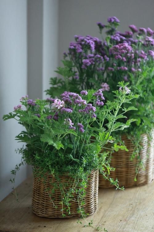 1点もの Sサイズ八重咲きスターチスとローズゼラニウムのブリコラージュ 花とカゴと暮らしの道具 ハナモミジ 1点もの Sサイズ八重咲きスターチスとローズゼラニウムのブリコラージュ 花とカゴと暮らしの道具 ハナモミジ