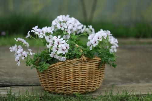 1点もの アイビーゼラニウムの花籠 花とカゴと暮らしの道具 ハナモミジ 1点もの アイビーゼラニウムの花籠 花とカゴと暮らしの道具 ハナモミジ