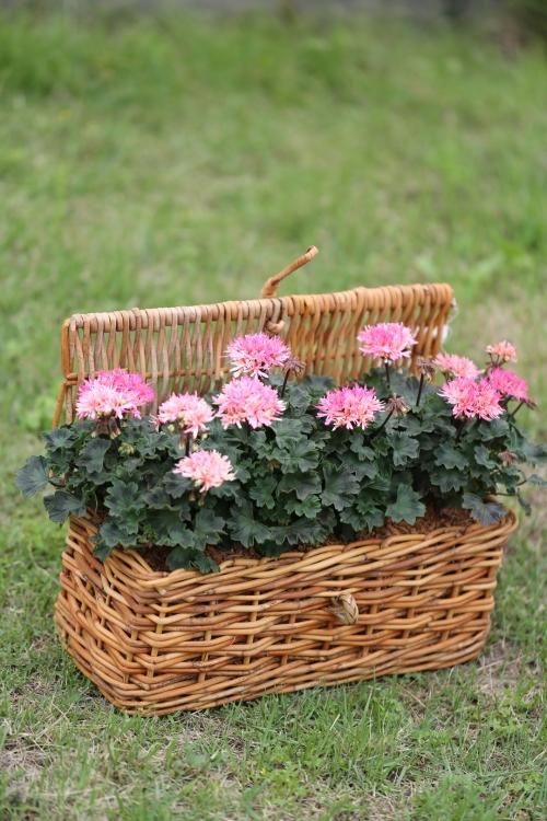 1点もの ゼラニウムステラサーモンの花籠 花とカゴと暮らしの道具 ハナモミジ 1点もの ゼラニウムステラサーモンの花籠 花とカゴと暮らしの道具 ハナモミジ
