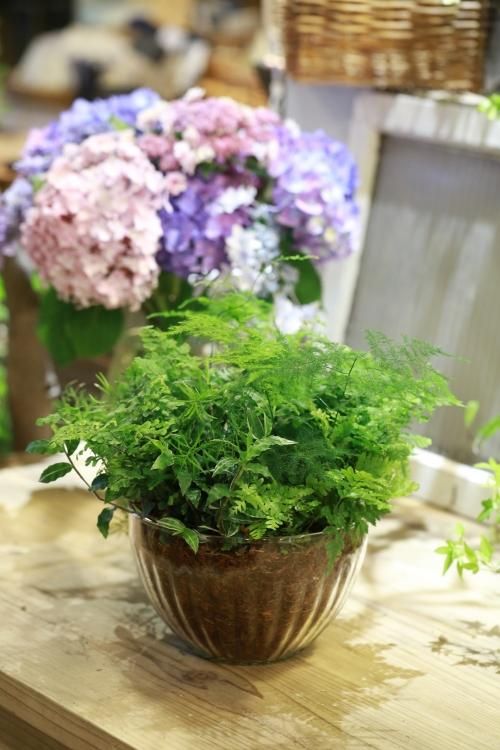 自分で植える 観葉植物苗セット アジアンタムとニシキザサ 花とカゴと暮らしの道具 ハナモミジ