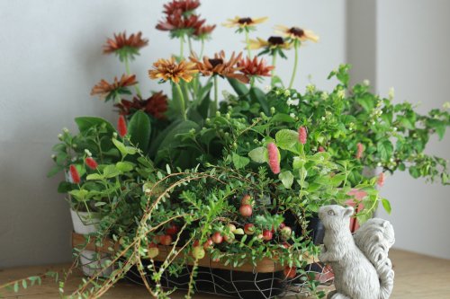 自分で植える花苗セット】ルドベキアとクランベリーのブリコラージュ