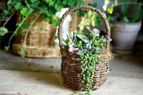予約販売 21年 干支付き多肉植物の寄せ植え Gakoファクトリーコラボ 花とカゴと暮らしの道具 ハナモミジ 予約販売 21年 干支付き多肉植物の寄せ植え Gakoファクトリーコラボ 花とカゴと暮らしの道具 ハナモミジ