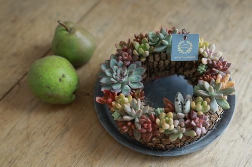多肉植物のミニリース 花とカゴと暮らしの道具 ハナモミジ 多肉植物のミニリース 花とカゴと暮らしの道具 ハナモミジ