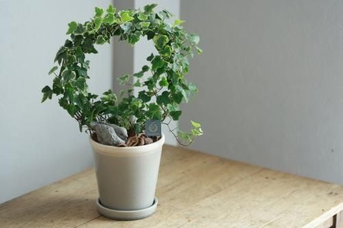 アイビーのリース仕立て 鳥オブジェ付き 花とカゴと暮らしの道具 ハナモミジ アイビーのリース仕立て 鳥オブジェ付き 花とカゴと暮らしの道具 ハナモミジ