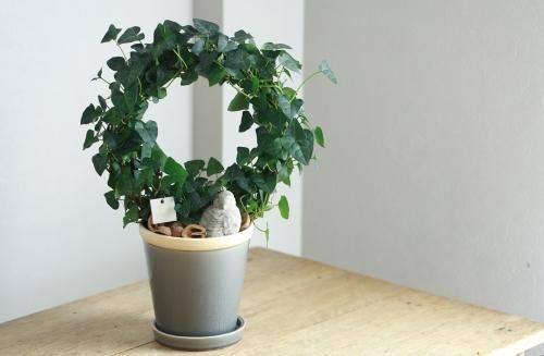 アイビーのリース仕立て 鳥オブジェ付き 花とカゴと暮らしの道具 ハナモミジ アイビーのリース仕立て 鳥オブジェ付き 花とカゴと暮らしの道具 ハナモミジ