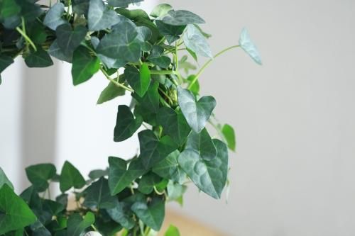 アイビーのリース仕立て 鳥オブジェ付き 花とカゴと暮らしの道具 ハナモミジ アイビーのリース仕立て 鳥オブジェ付き 花とカゴと暮らしの道具 ハナモミジ