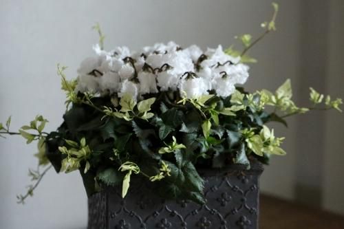 室内で楽しめるシクラメン スワン のローラアシュレイの鉢植え 花とカゴと暮らしの道具 ハナモミジ 室内で楽しめるシクラメン スワン のローラアシュレイの鉢植え 花とカゴと暮らしの道具 ハナモミジ