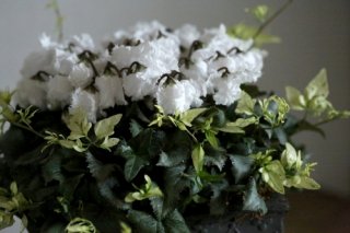 室内で楽しめるシクラメン「スワン」のローラアシュレイの鉢植え