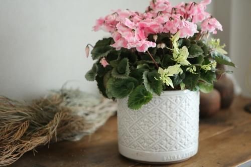 1点もの 室内で楽しめるシクラメン うさぎのうたげ のローラアシュレイの鉢植えa 花とカゴと暮らしの道具 ハナモミジ 1点もの 室内で楽しめるシクラメン うさぎのうたげ のローラアシュレイの鉢植えa 花とカゴと暮らしの道具 ハナモミジ