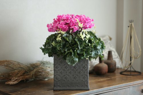 1点もの 室内で楽しめるシクラメン ロマネシリーズ のローラアシュレイの鉢植えa 花とカゴと暮らしの道具 ハナモミジ