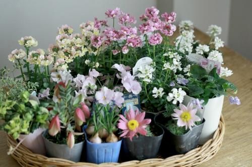 自分で植える ネメシア ピンク イエローmix と春の草花セット 花とカゴと暮らしの道具 ハナモミジ 自分で植える ネメシア ピンク イエローmix と春の草花セット 花とカゴと暮らしの道具 ハナモミジ