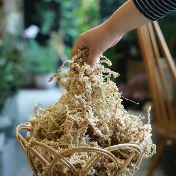 乾燥水苔［AAAA］12L - 花とカゴと暮らしの道具 ハナモミジ