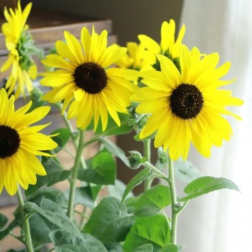 寄せ植えブリコラージュ フラワー 寄せ植えブリコラージュ フラワー