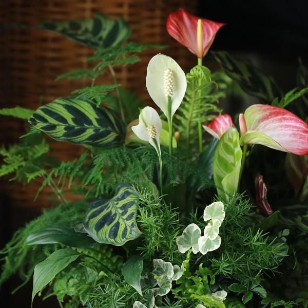 寄せ植えブリコラージュ フラワー 寄せ植えブリコラージュ フラワー