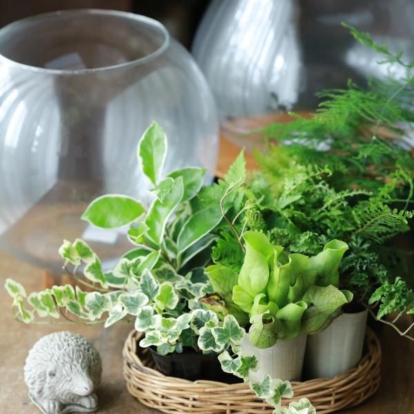 寄せ植えブリコラージュ フラワー 寄せ植えブリコラージュ フラワー