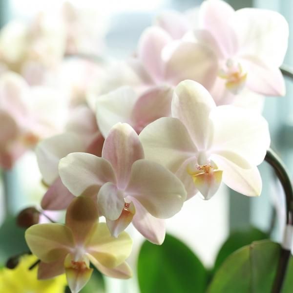 ミディ胡蝶蘭15日入荷分⭐️レア品種⭐️蘭工房オリジナル⭐️マザー