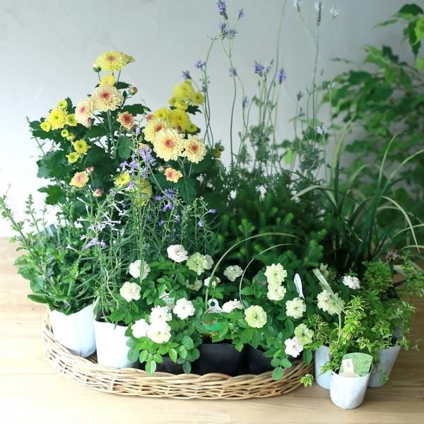 自分で植える】秋のプランター向けマムセット - 花とカゴと