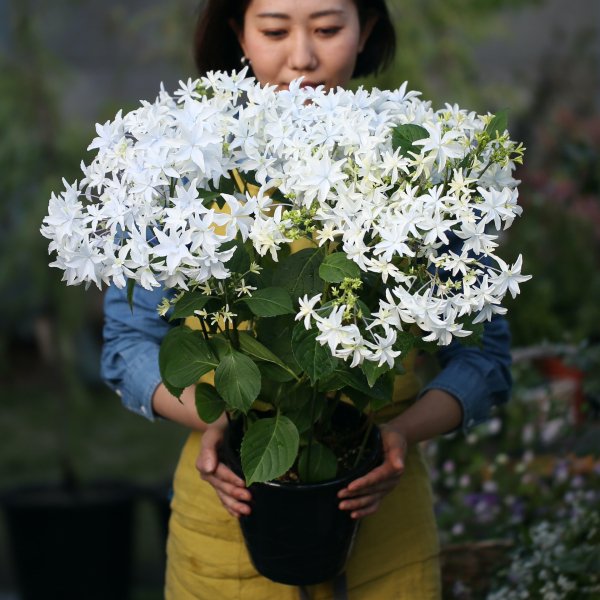 専用＊Mother専用＊Mother's Day アジサイ&一重のバラ フェイク ...