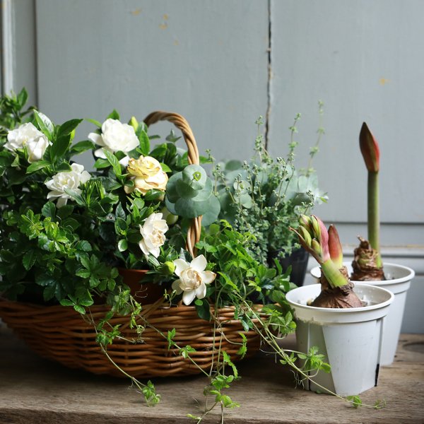 寄せ植えブリコラージュ フラワー