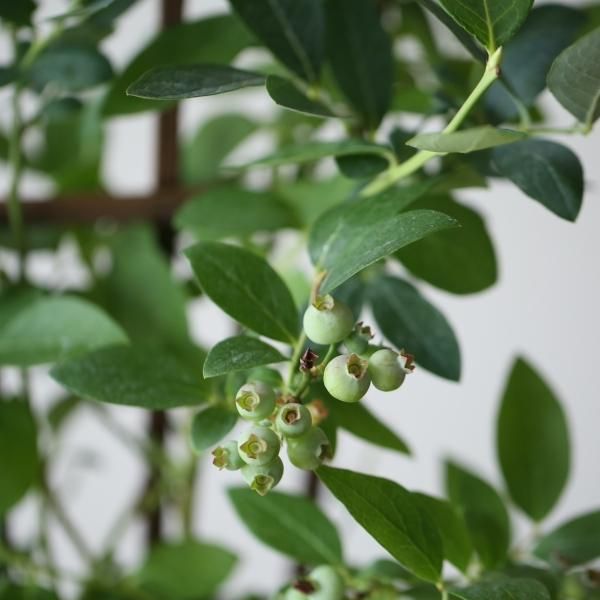 いけビィ様　ブルーベリー2鉢セット ブルーベリー2品種鉢栽培セット：あまつぶ星とおおつぶ星 の通販