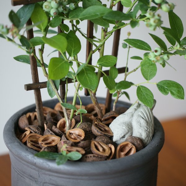 単品】ブルーベリー５号鉢 ２品種植え - 花とカゴと暮らしの道具 