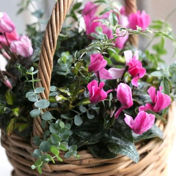 寄せ植え　花■季節の花のブリコラージュフラワー 寄せ植えブリコラージュ フラワー