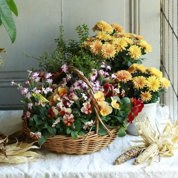 寄せ植えブリコラージュ フラワー