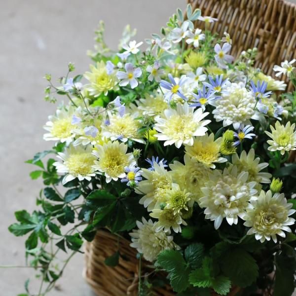 贈り物 - 花とカゴと暮らしの道具 ハナモミジ