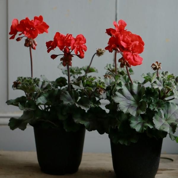 季節の寄せ植え おまかせブリコラージュフラワー（カゴ