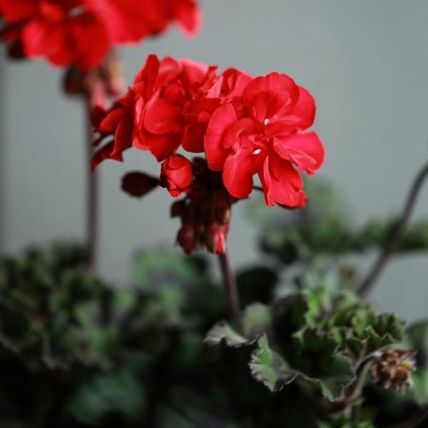 寄せ植えブリコラージュ フラワー
