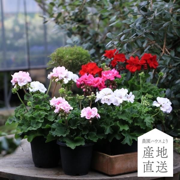 楽天市場】【ブリキ プランター 寄せ植え】花うるる おまかせ
