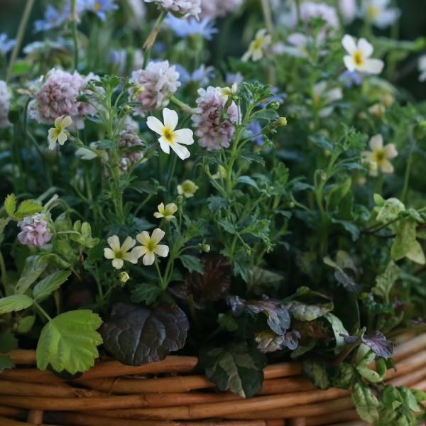 寄せ植え　花■季節の花のブリコラージュフラワー 寄せ植えブリコラージュ フラワー