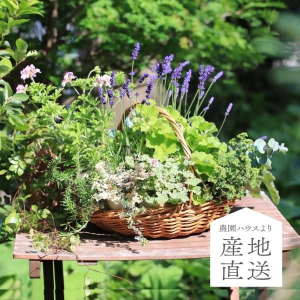 寄せ植えブリコラージュ フラワー 寄せ植えブリコラージュ フラワー