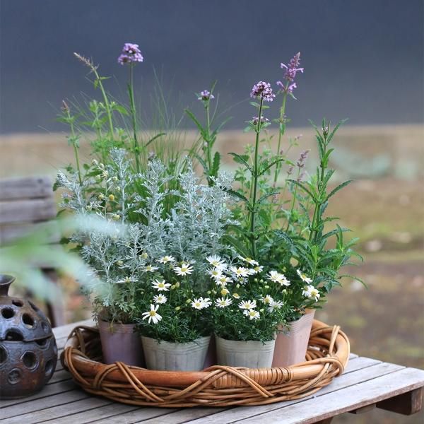 寄せ植えブリコラージュ フラワー