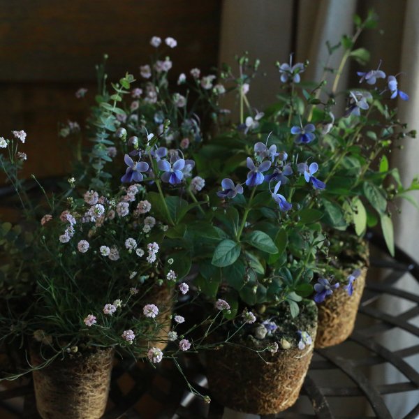 【自分で植える】クレロデンドルムのブルーピンクの花苗セット