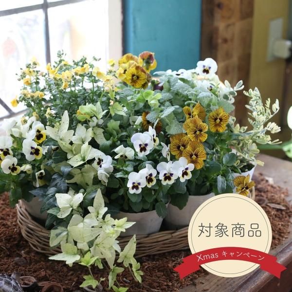 寄せ植えブリコラージュ フラワー