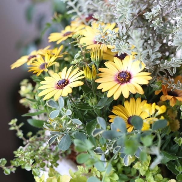 寄せ植えブリコラージュ フラワー