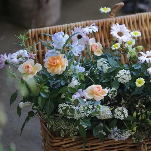 寄せ植え　花■季節の花のブリコラージュフラワー 寄せ植えブリコラージュ フラワー