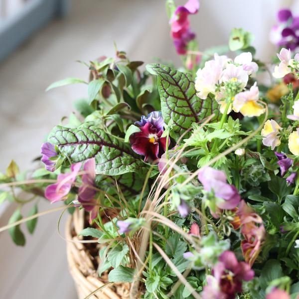 寄せ植え　花■季節の花のブリコラージュフラワー 寄せ植えブリコラージュ フラワー