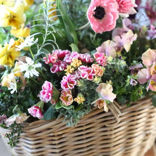 寄せ植え　花■季節の花のブリコラージュフラワー 寄せ植えブリコラージュ フラワー
