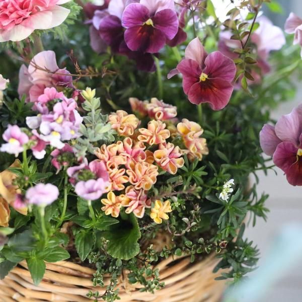 寄せ植え　花■季節の花のブリコラージュフラワー 寄せ植えブリコラージュ フラワー
