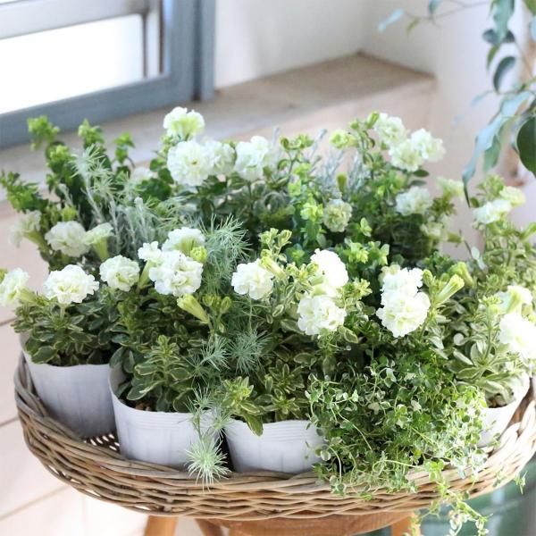 【自分で植える】ペチュニアと初夏のリーフの爽やかリース苗セット（福岡発送）［送料別］
