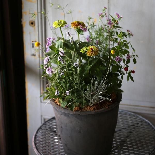 【１点もの】初夏香るジニアと草花のブリコラージュフラワー（東京発送）